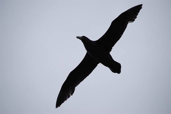 Albatross