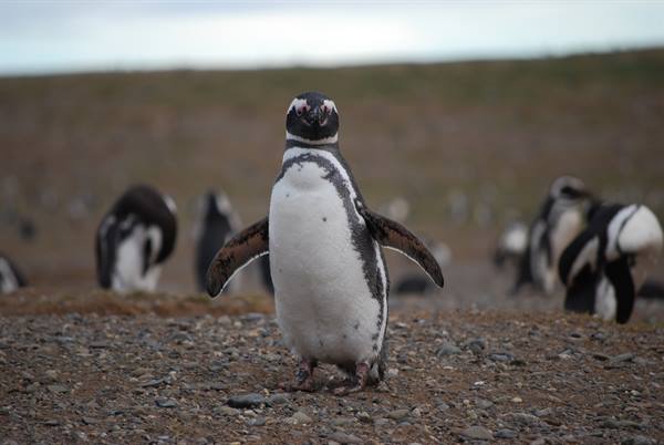Magdalena Island - Penguins