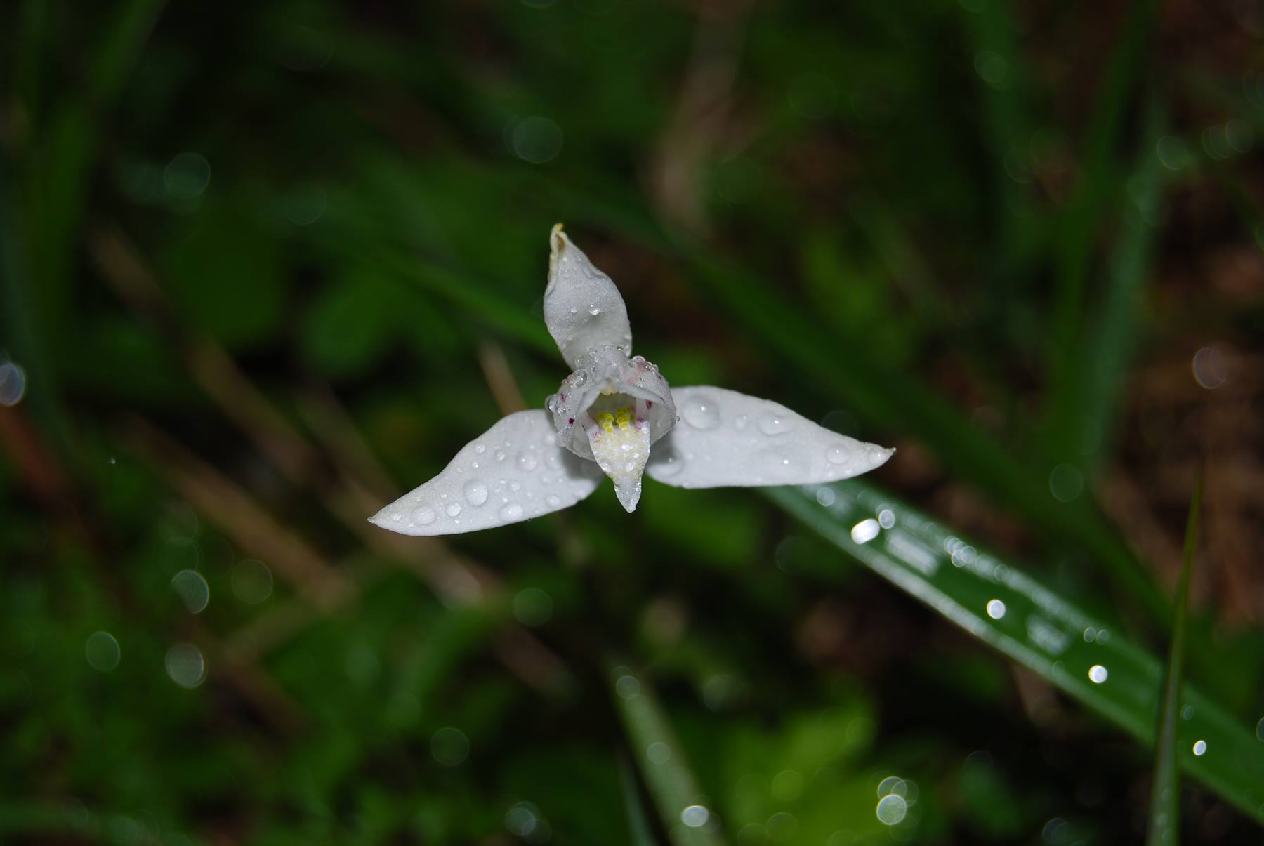Towers of Paine - Lake Grey - Orchid