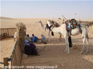 Saddled camels beside seated nomads in the sandy desert