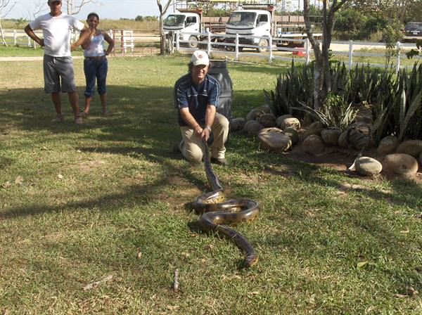 Cosimo trying to catch an Anaconda, Los Llanos