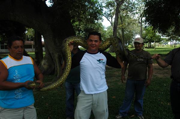 here's the Anaconda at last