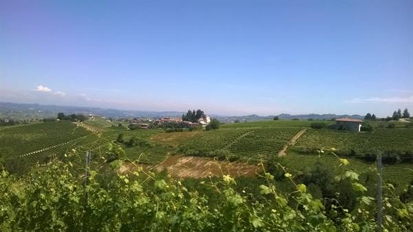 Piedmontese vineyards