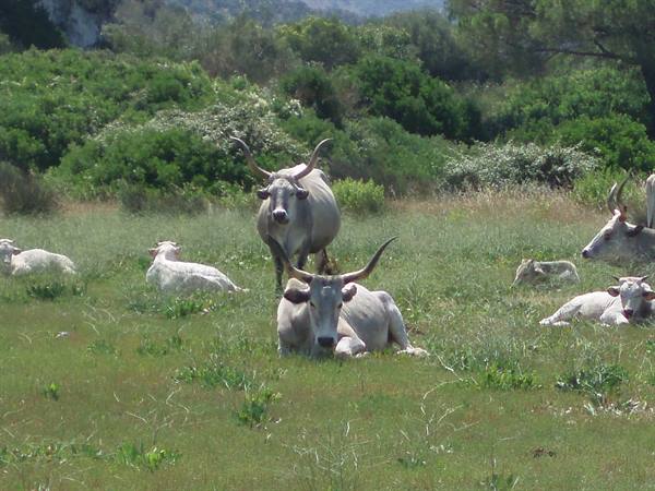 Maremman cows