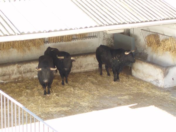 some bulls for the bullfight of 25 April