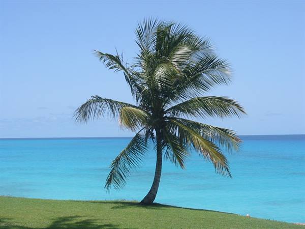 Leaning palm tree on grass in front of turquoise sea under blue sky