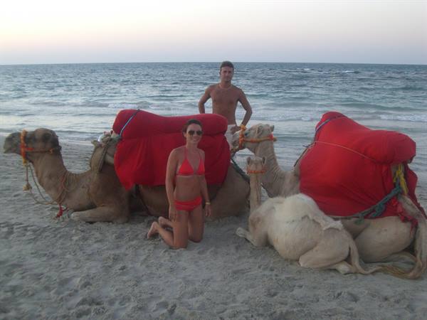 Tourists in swimwear with red-saddled camels on beach at dusk