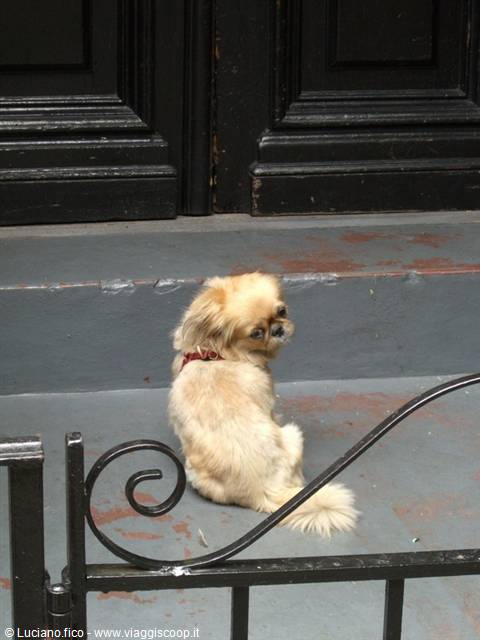 Small Pekingese dog sitting on grey steps before a black doorway
