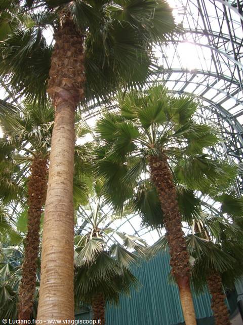 Tall palms under a large glass and steel greenhouse