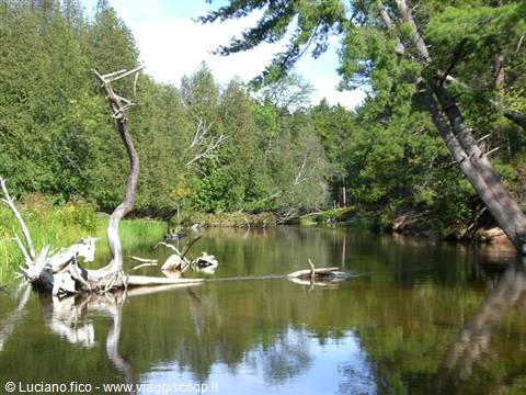 Dead trunk juts from clear river among spruce and pines, calm water reflections