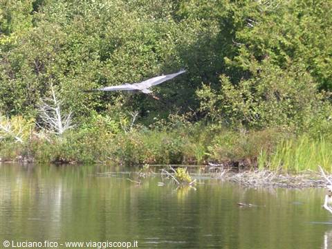 Heron flying low over green water, among reeds and woods