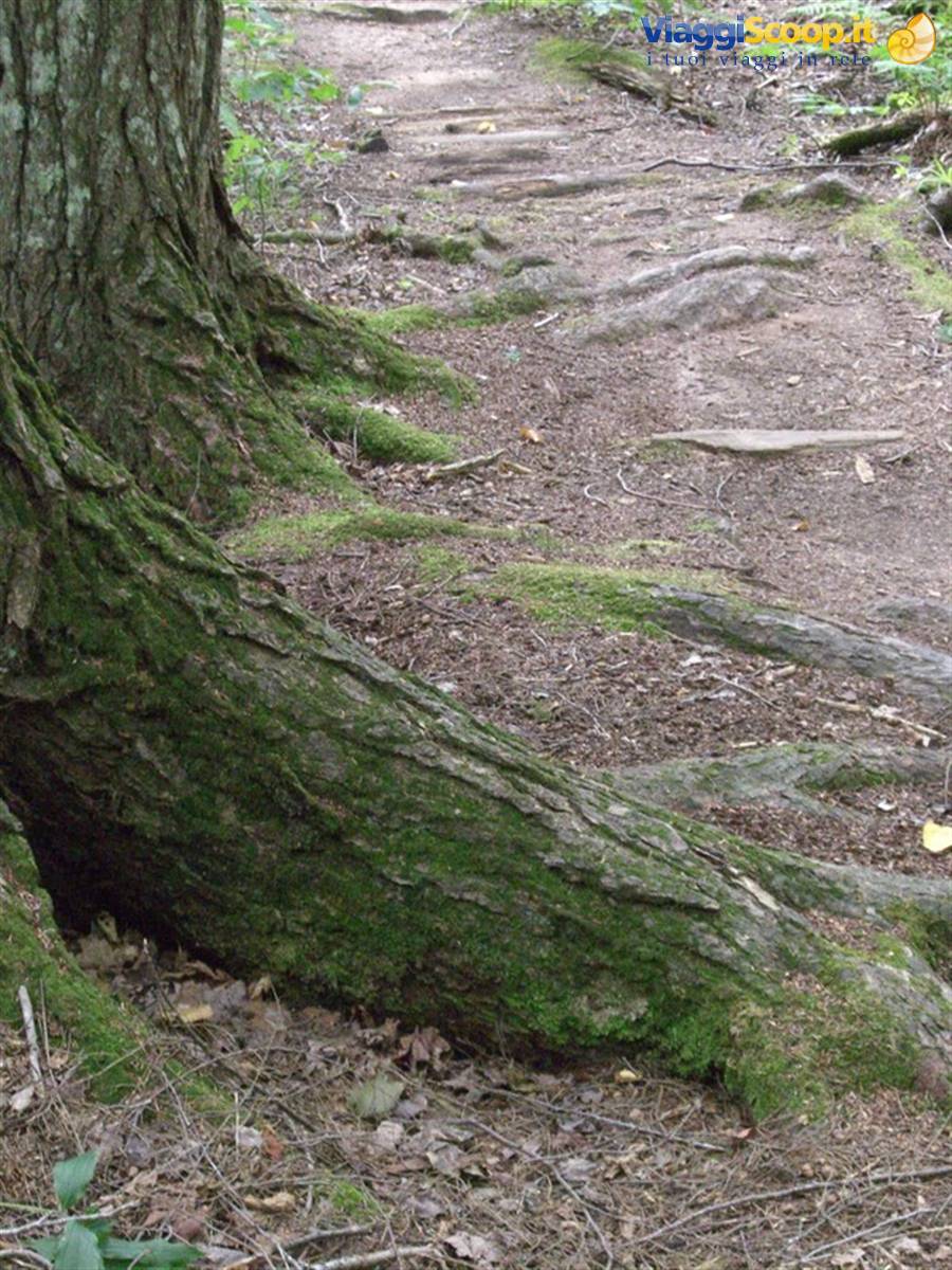 Dirt forest trail with mossy roots at the base of a large tree