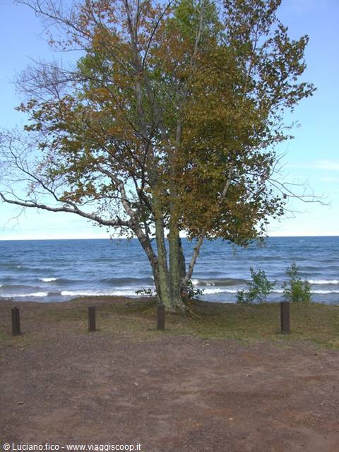 Golden-leaved tree on reddish sand in front of blue waves