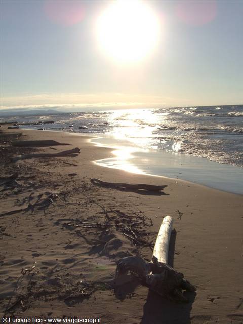 Driftwood log on wet sand, low sun glittering over rolling waves