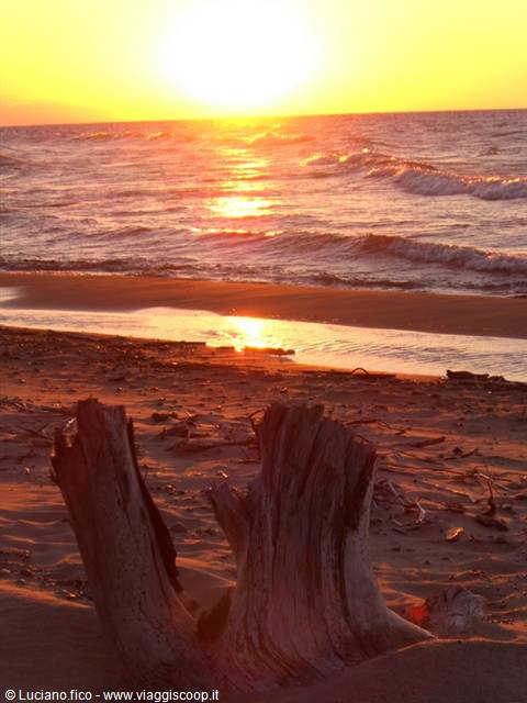Weathered driftwood stumps on sandy shore before waves under low sun