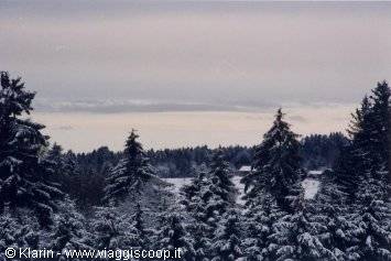 Snow-covered fir trees under a grey winter sky