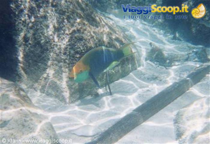 Snorkeling - parrot fish
