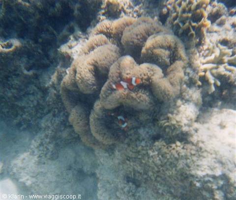 Snorkeling - clown fish