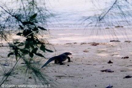 An inhabitant of Sibu...