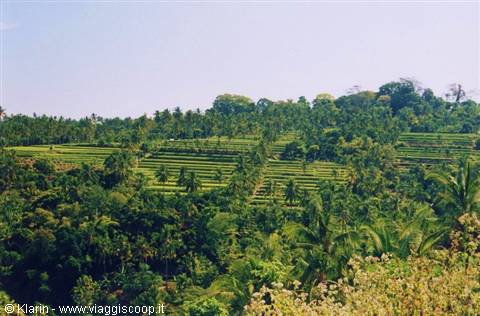 Rice fields