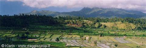 Rice fields of Tirta Gangga
