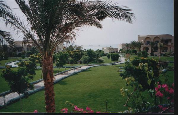 Palm tree in the green garden of a Red Sea resort at Hurghada