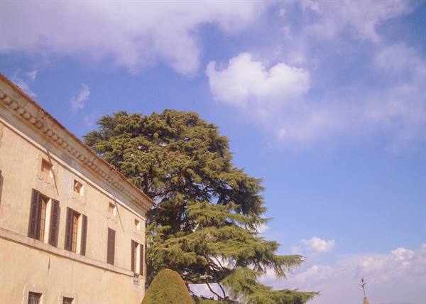Ochre villa facade beside tall century-old cedars, blue sky with clouds