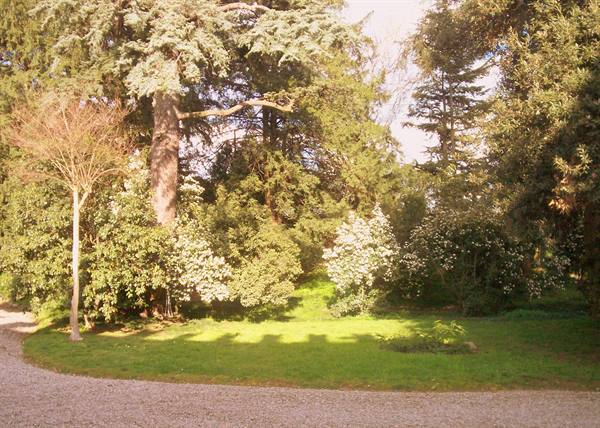 Green lawn with white flowering shrubs and tall conifers, gravel path