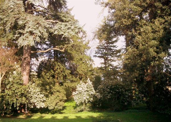 Tall trees and white flowering shrubs in a sunlit garden