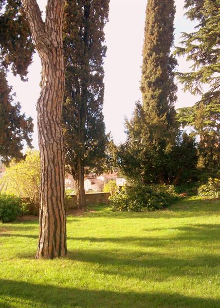 Pine and tall cypresses over green lawn, buildings behind the trees