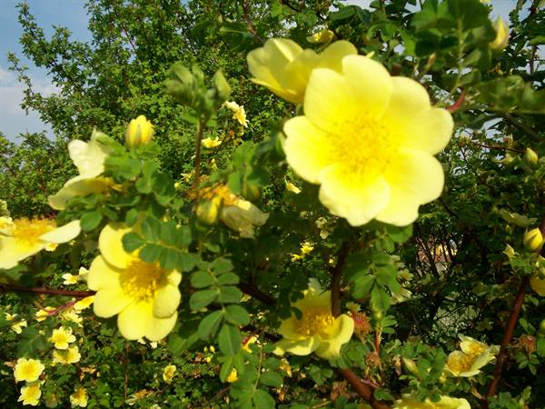 Yellow rose blooming in the sun, open petals among green leaves and buds