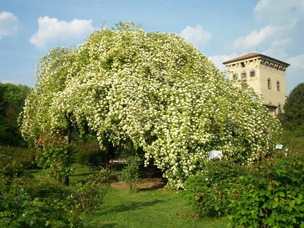 Huge white flowering shrub in a garden, historic tower in background