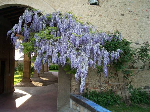 Blooming wisteria on a stone wall beside a brick arcade