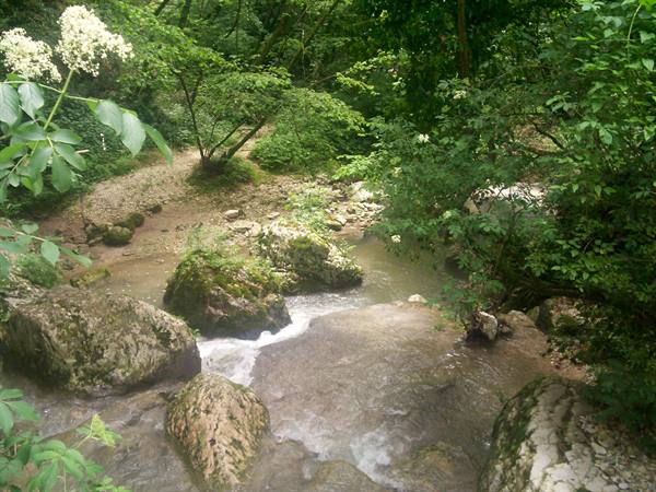 Stream flowing over mossy rocks in green woodland, white flowers nearby