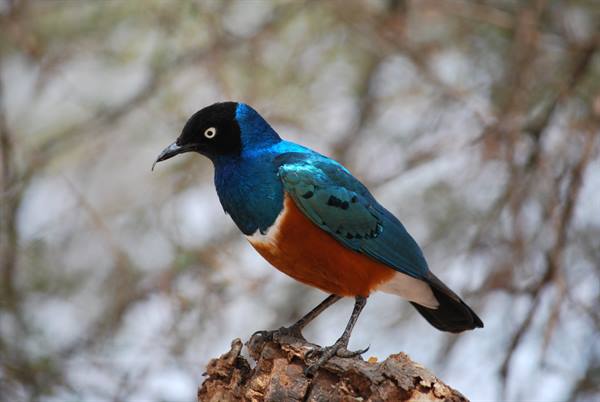 in Tarangire park