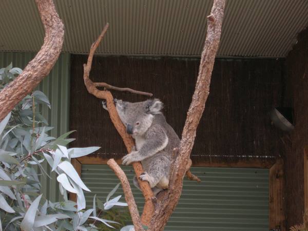 Koala perched on a eucalyptus branch near a corrugated metal wall