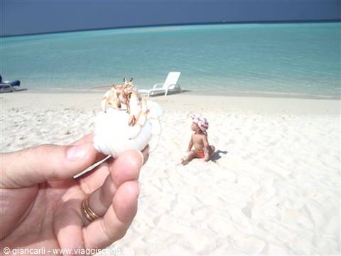 a big hermit crab