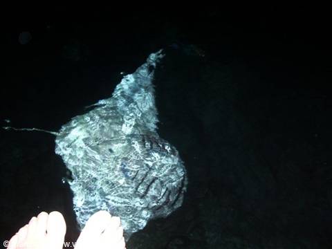 the show of rays on the seabed