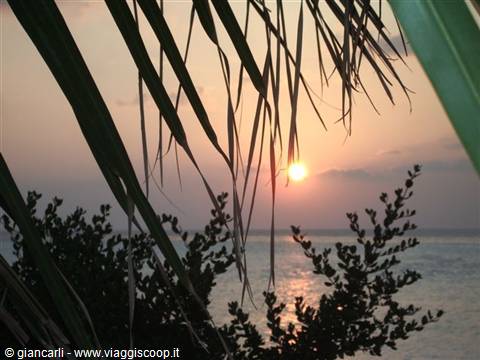 Low sun over the sea framed by palm fronds and bushes