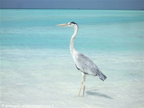 heron