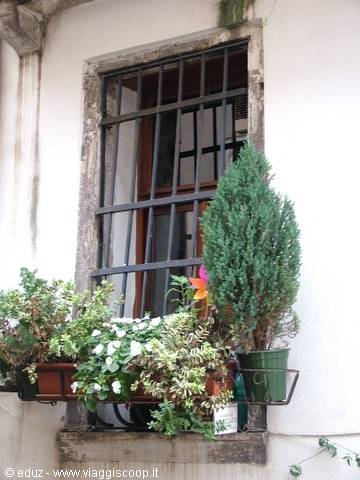 Venetian Windows