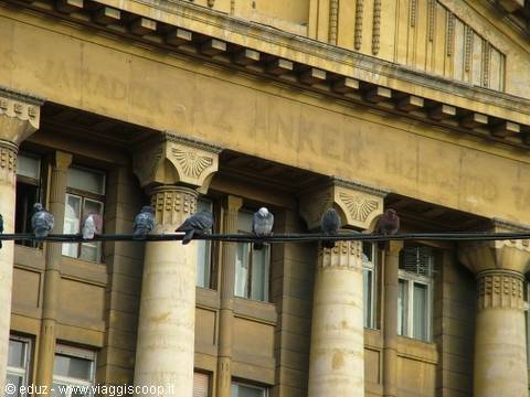 Pigeons on a wire in front of a yellow classical colonnade facade