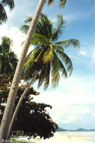 Koh Samui: Speechless