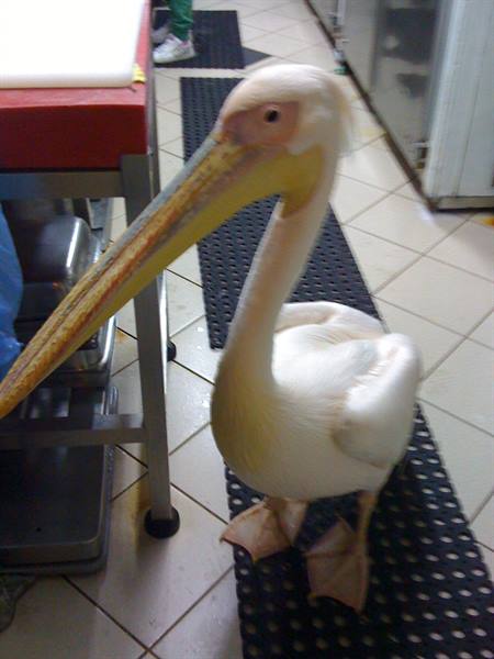 An inhabitant of the island