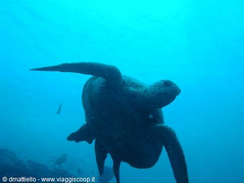 Sipadan turtle