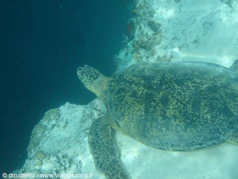 Sipadan - turtle over the 600m abyss