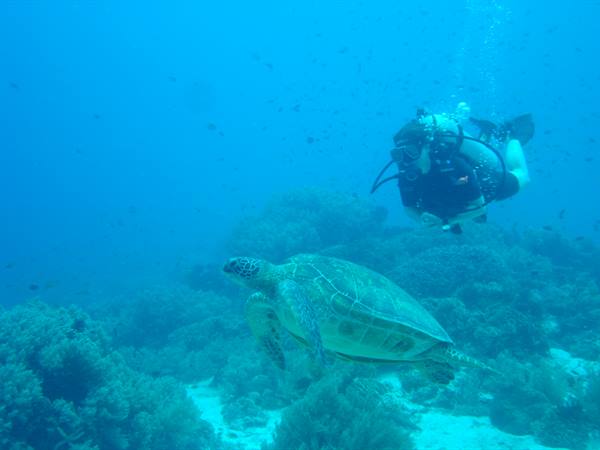 Turtle at Balicasag Island (Bohol)