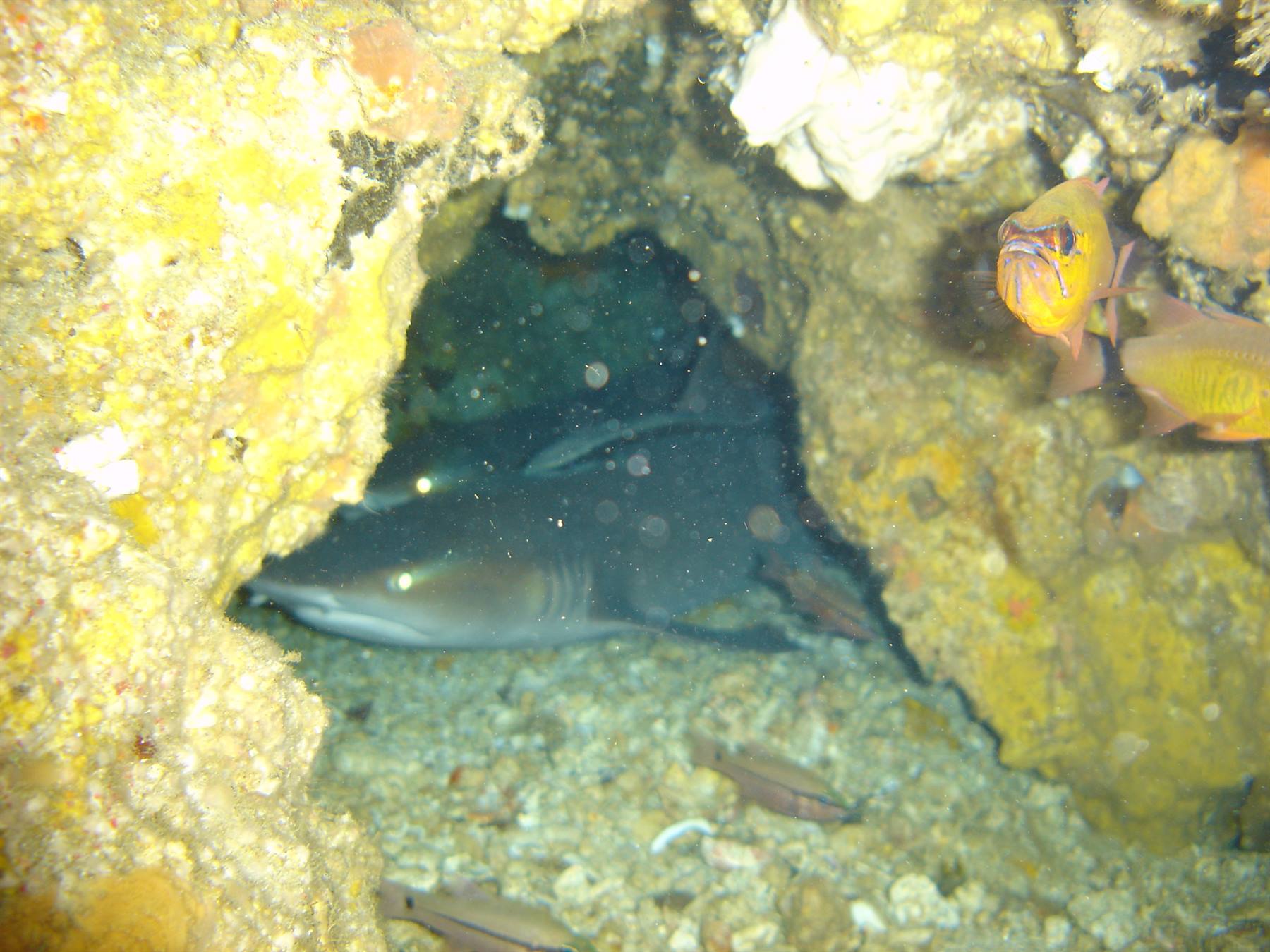White-tipped reef shark at Gato Island - Malapascua