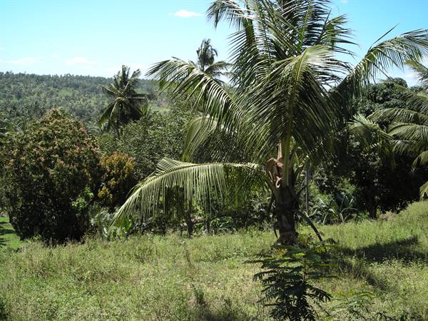 Tall coconut palm among green grass and tropical trees under bright sunlight