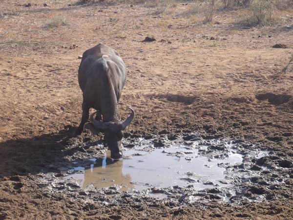 Horned water buffalo drinking from a muddy puddle on dry ground